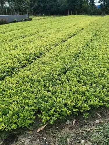 米乐m6官网：网球拍选多少磅的合适